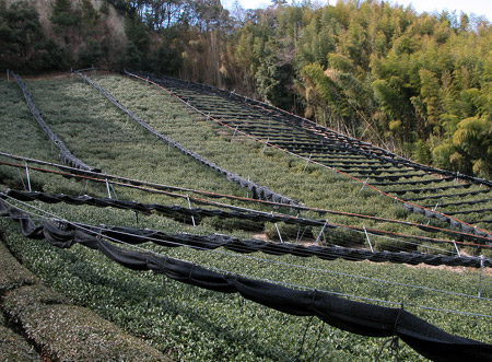 Champs de thé vert et forêts de bambous dans la région d'Uji