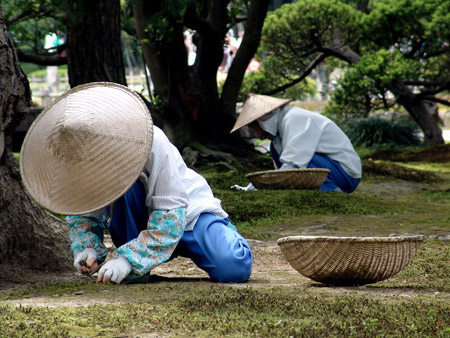 Femmes qui jardinent. Jardin de Kenrokuen, Kanazawa