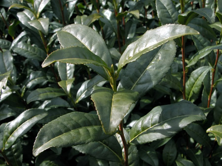 Plant de thé vert